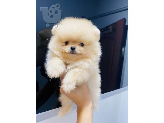 Κουτάβια Pomeranians